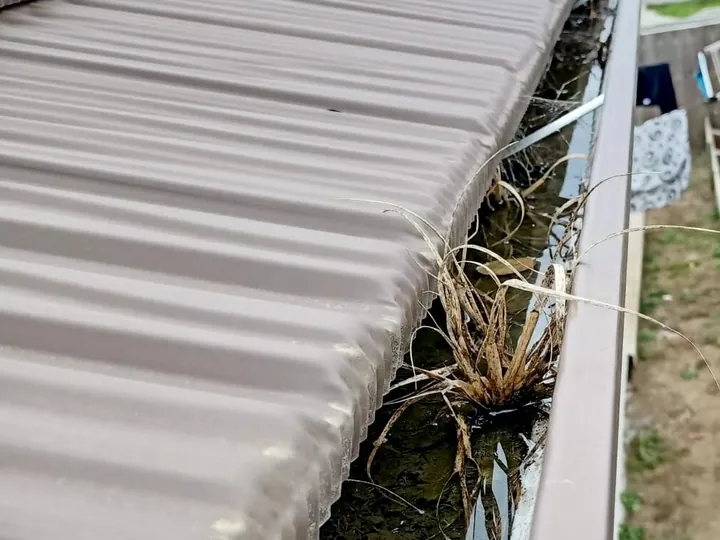Gutter blocked with silt and dead grass on a brown iron roof