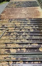 Corrugated iron roof covered in lichen before cleaning